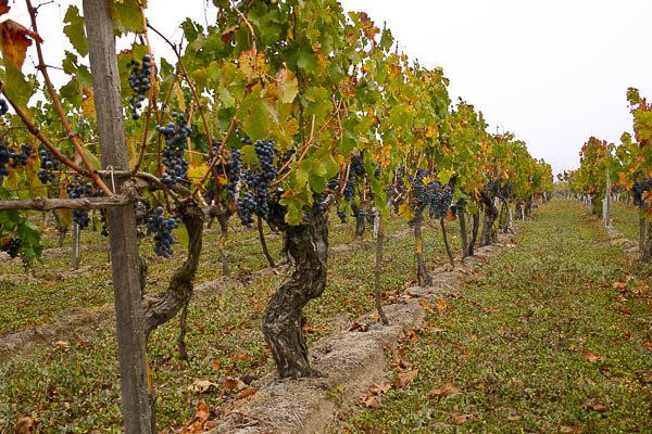 Tecnología al servicio de la Industria Agrícola y Vinícola